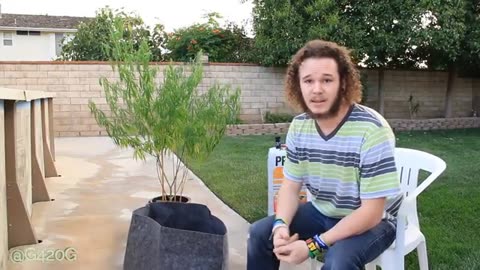 Transplanting a 5 Foot Marijuana Tree into a 30 Gal Container