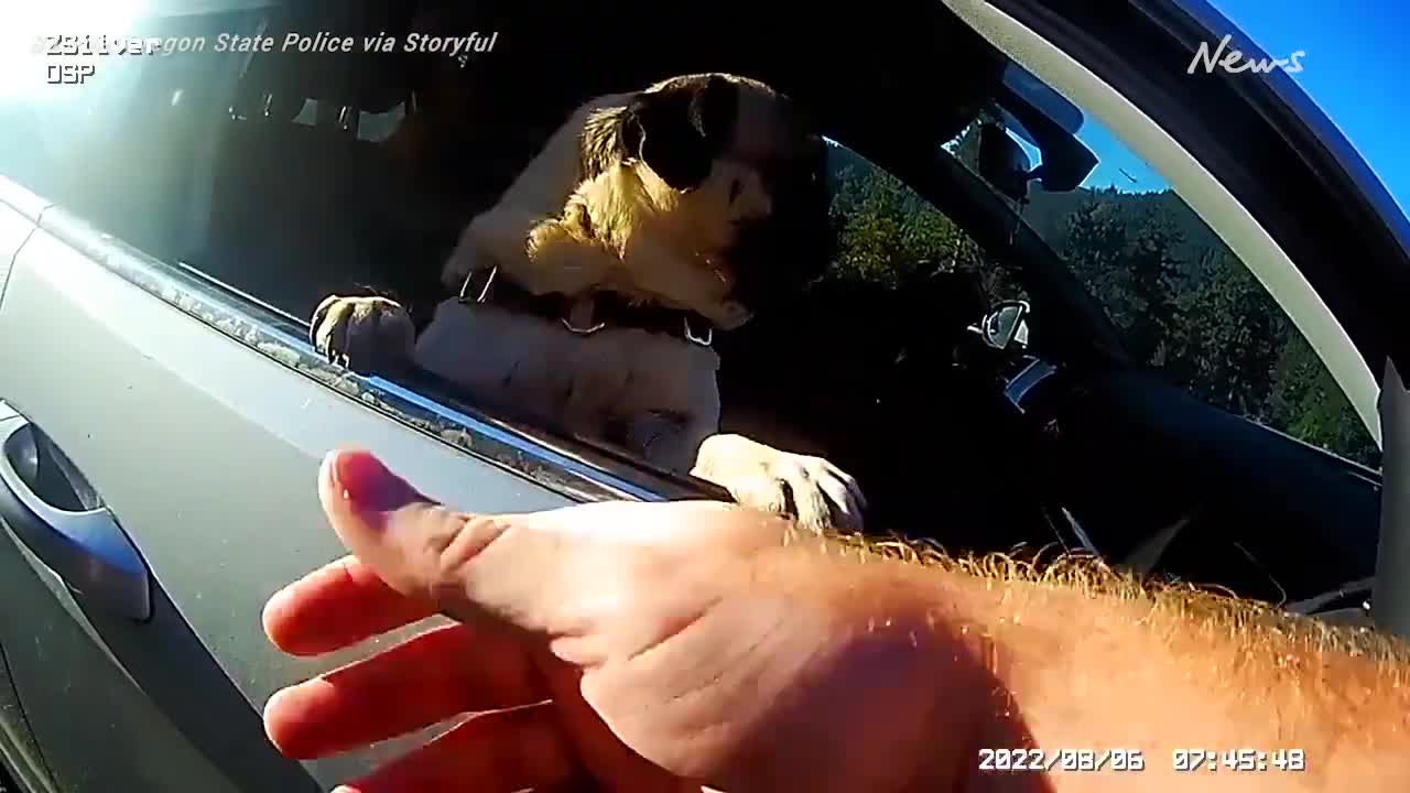 Cop catches dog that leaps at him from car during speeding stop