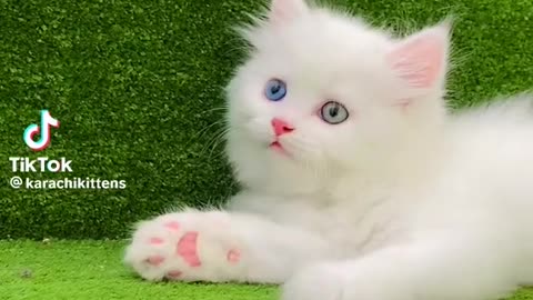 Lovely kitten
