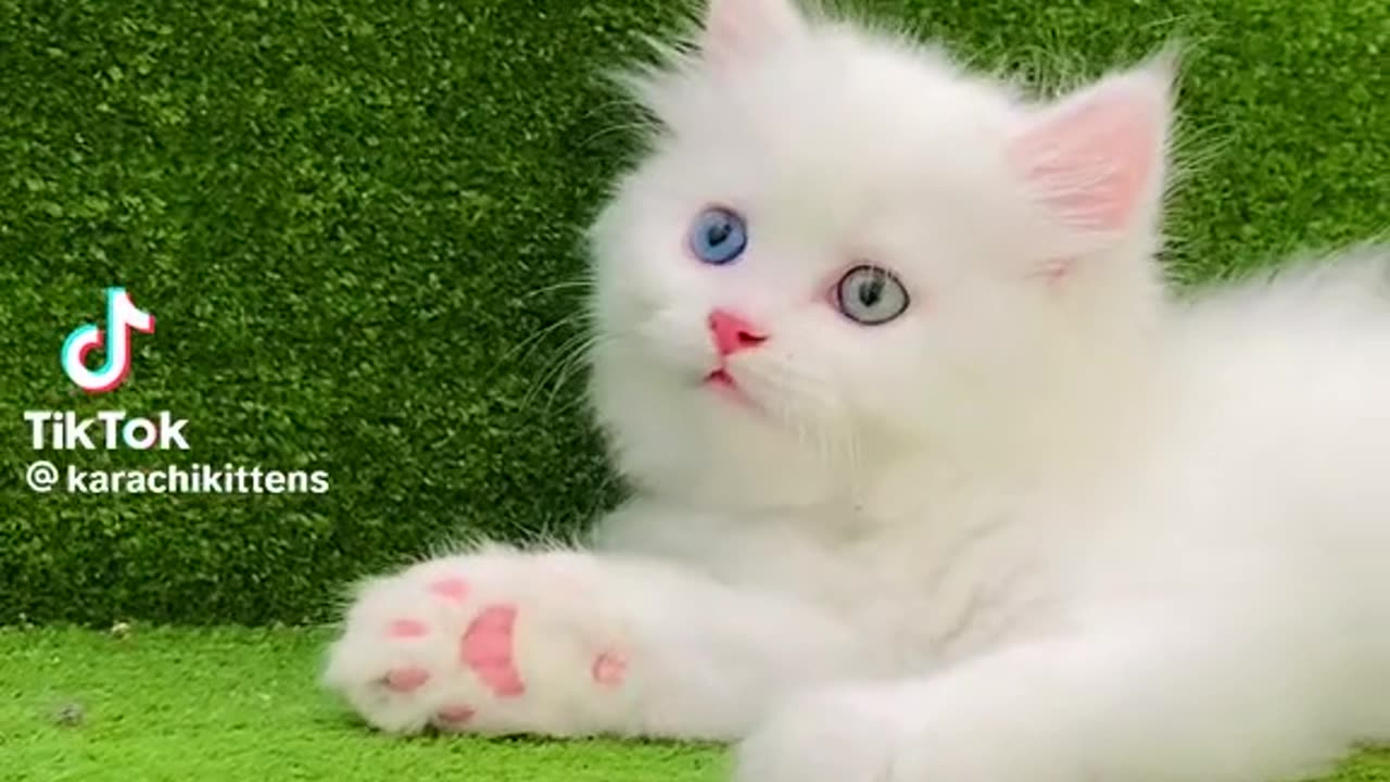 Lovely kitten