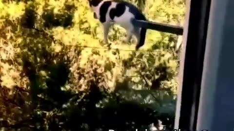 Legend cats