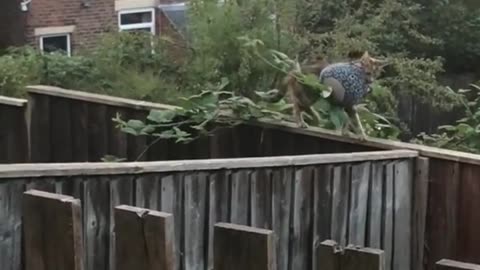 Funny Animals Video