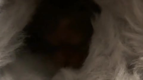 Do all hamsters hide themselves to eat?