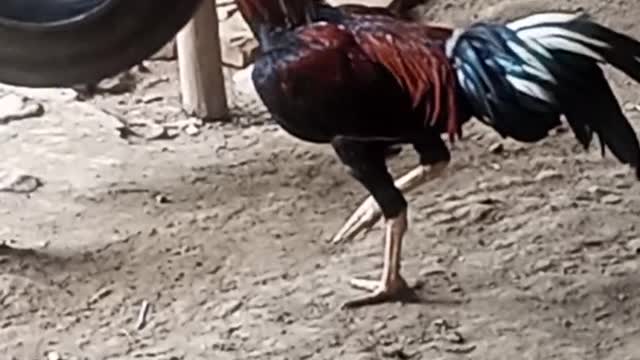 Ayam jago lagi sendirian mencari oasangannya