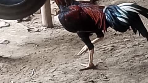 Ayam jago lagi sendirian mencari oasangannya