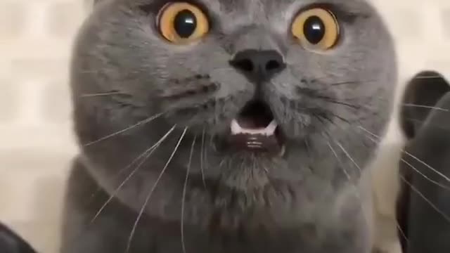 Angriest Cat of 2022 #shorts - link in the description