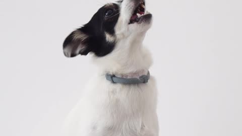 Training a dog 🐕