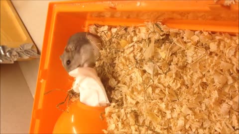 HAMSTER HACIENDO UN NIDO