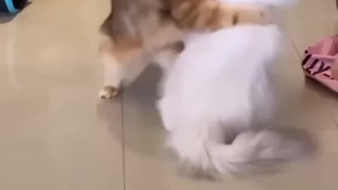 Very FUNNY CATS - Super HARD TRY