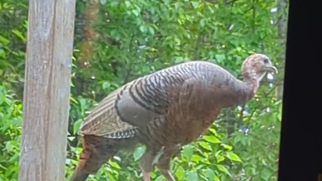 New Bird at the Bird Feeder