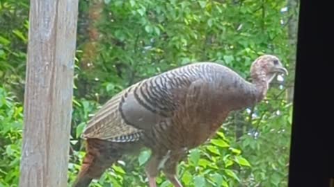 New Bird at the Bird Feeder