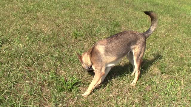 Dogs in the field