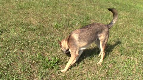 Dogs in the field