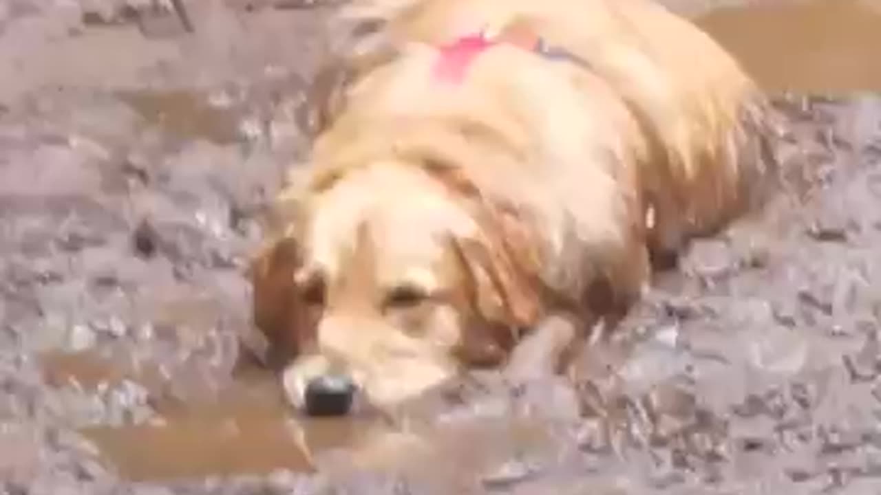 Golden Retriever Takes a Rest in the Mud