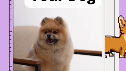 3 Tricks To Teach Your Dog | #Part 7