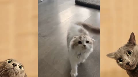 funny animal