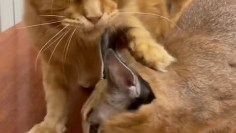 #CuteBabyAnimals #Funny #daily #Shorts #amushorts #rumble C067
