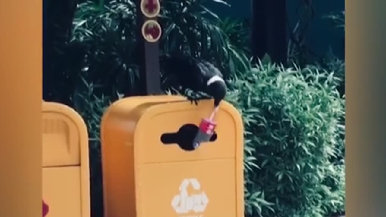 10 Momentos EXTRAÑOS con ANIMALES Grabados En VÍDEO