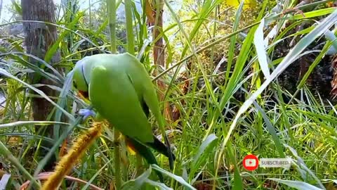 Talking Parrot sound l Nature video