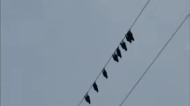 dead bird discovery in indiana 2023