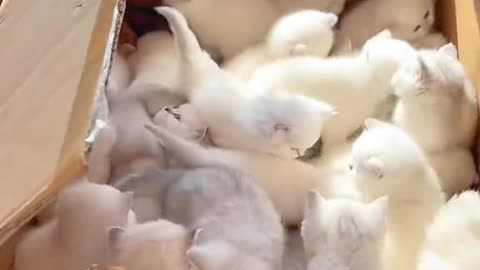 cute kitten