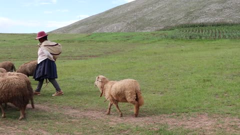 Beautiful Sheeps