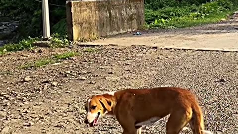 Very good funny video kya baat hai 👍👍👌👌😂😂😁😁🤩🤩🤩🤩🤩