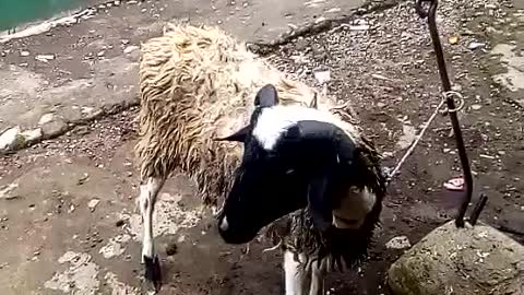 This goat is sunbathing