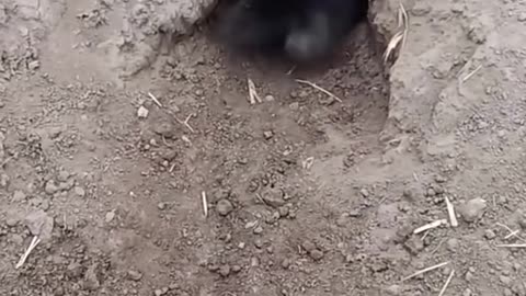 PANIC RABBIT