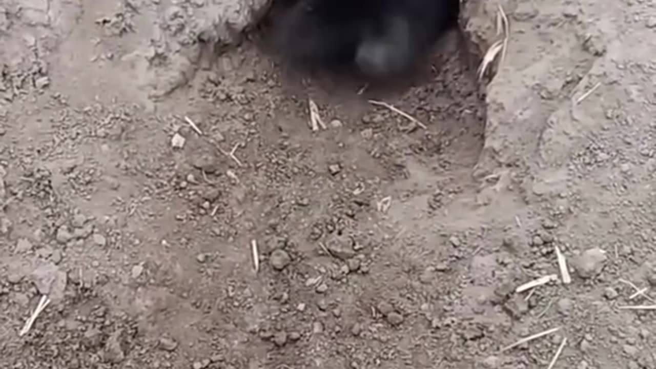 PANIC RABBIT