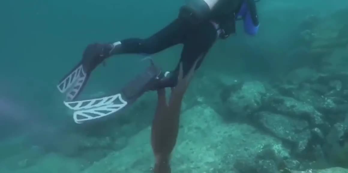 Sticky goblin octopus "entanglement"