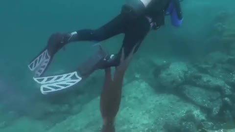 Sticky goblin octopus "entanglement"