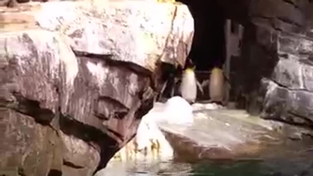 zoo