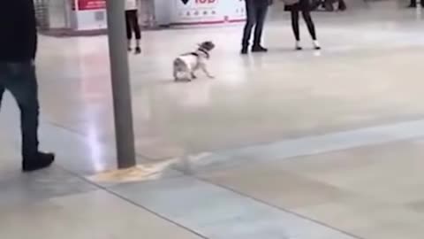 Funny Animal Videos #30