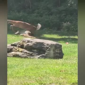 Mother saves her baby by fighting of predator