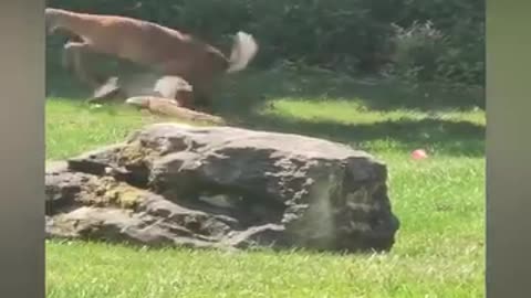 Mother saves her baby by fighting of predator
