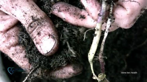 Spike Support Formulation By Dr. Jennifer Van De Water