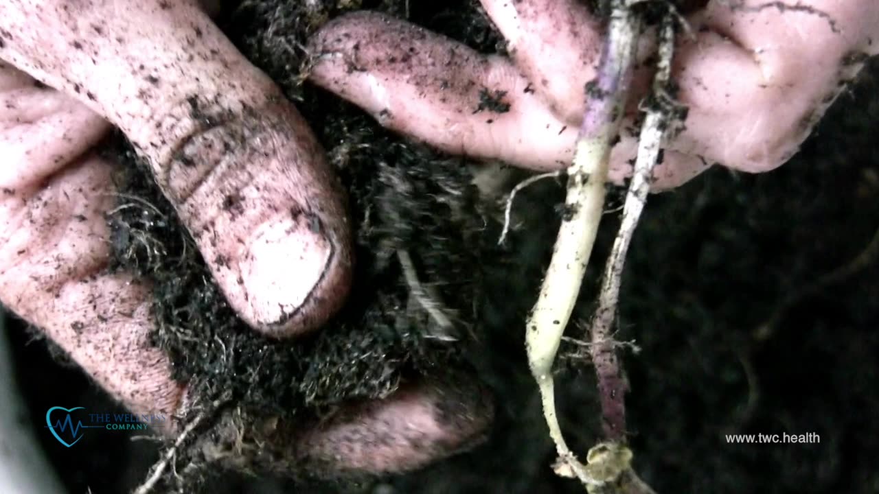 Spike Support Formulation By Dr. Jennifer Van De Water