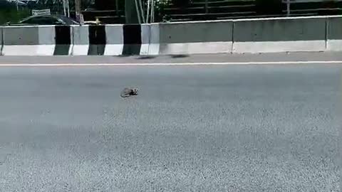 Kitten Saved From Busy Road
