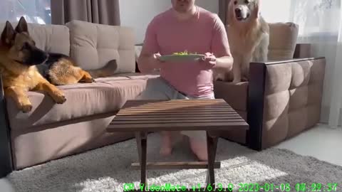 Leaving My Golden Retriever and German Shepherd Alone with Food