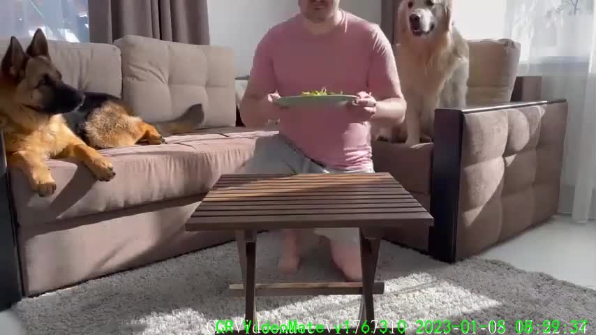Leaving My Golden Retriever and German Shepherd Alone with Food
