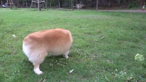Hungry dog