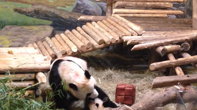 Giant Panda Mom Drags Cub by the Ear for Lunch