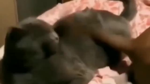 cute cat i love it