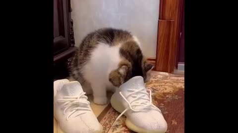 Try Not To Laugh or Grin While Watching Funny Cats and Dogs 2024-Hackerwatching