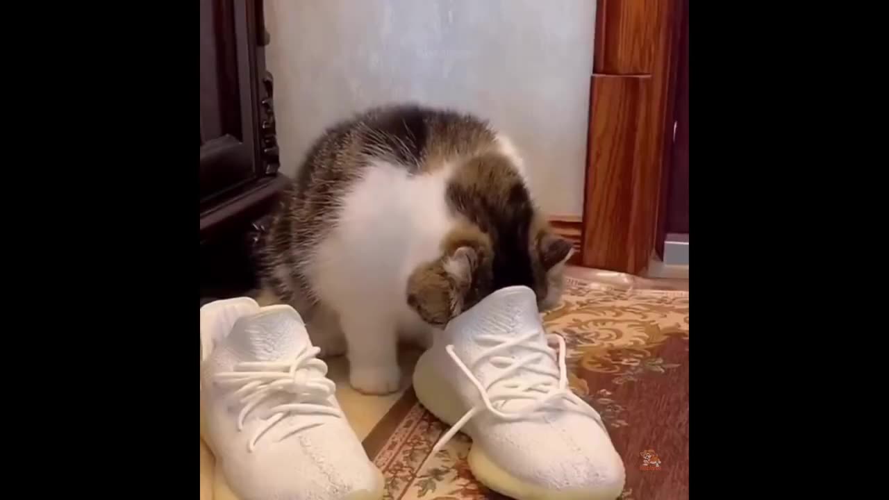 Try Not To Laugh or Grin While Watching Funny Cats and Dogs 2024-Hackerwatching