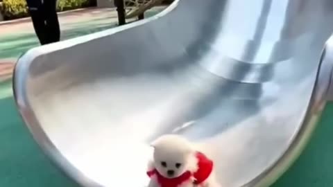 Cute & funny animal videos 2023