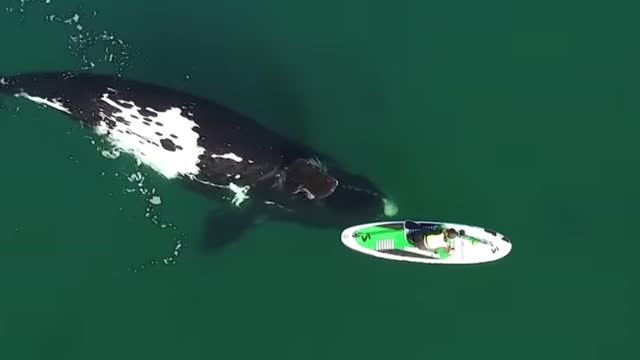 Funniest Animals - Best Of The 2022 Funny Animal Video.