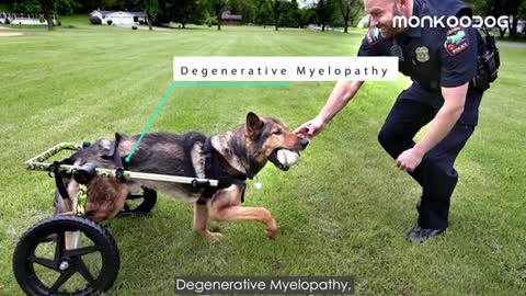 Unique ways to raise German Shepard dog