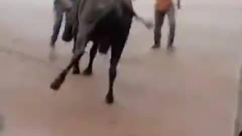 Man and Cow